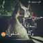 زهرة حماه