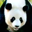 Oso Panda