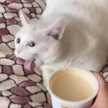 QuemaCocinas3.000