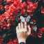 فراشه الربيع 🌺🌺