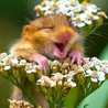 Happy