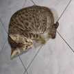 erli dwi rianti