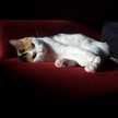 Mayka