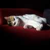 Mayka