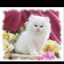 Amany Samir