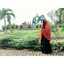 Herlina Efendy Syamsu