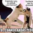Lisa Simp