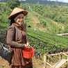 Anthy Arifin
