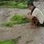 Aulia