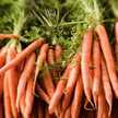 Lady Carrot