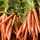 Lady Carrot Lady Carrot