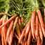 Lady Carrot