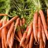 Lady Carrot