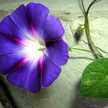My Morning Glory