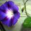My Morning Glory