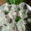 MiHfo (Mi and Healthy Food)