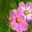 monir kh