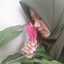 Wahyuu N