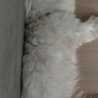 Pedro Toby bimba