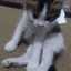 OPY