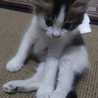 OPY