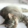 Dhimas Arya Dhimas Arya