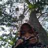 anniy