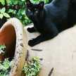 Conchi Entero