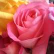 Rosa Oscuro