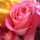Rosa Oscuro