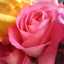 Rosa Oscuro