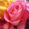 Rosa Oscuro