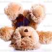 Miss Teddy