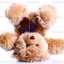 Miss Teddy