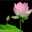 pham hien