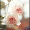 Alaa