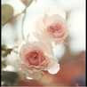 Alaa