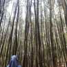 Alifia 