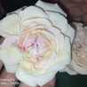Irbah_hilYa