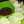 GIR_RK