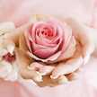 Rosa Flores Turcios
