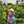 Dipha_dhip