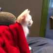 gatito gracioso unai