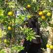 Wita Bagu
