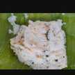 Daksh