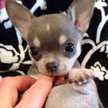 Allegra Pereira