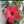loloty
