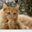 Heidi Cat's