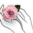 🌹أنت لروحي عافية🌹