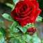 Nassim Nassim